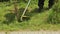 Male garden worker mows the grass in the summer in the vegetable garden, close-up. Equipment