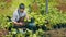 A male gardener enters information about a plant into a tablet. An employee describes plants for sale. Gardening and