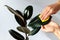 Male gardener hands wiping the dust from houseplant leaves, taking care of plant Ficus Elastic Robusta, close up