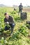 Male gardener harvests spinach on plantation