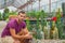 Male gardener holds a pot in his hand and inspects mammillaria cactus seedlings. Among many other plants and succulents. Growing