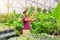 Male gardener inspects banana grass leaves after being treated against pests. Care and cultivation of plants inside greenhouses