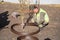 Male-gardener making mulch trunk circle for newly planted ginkgo tree with bark mulch in the yard or city square. Seasonal works