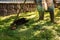 Male gardener mows green grass of lawn in backyard with gasoline mower.