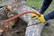 Male gardener saws trunk of an uprooted old dry fruit tree in garden. Renovation of the old garden. Close-up.