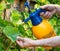 Male gardener spraying grapevine from vermin using sprayer