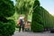 Male gardener using electric trimmer for shaping hedge