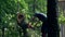 Male gardener working on felled tree with chain saw.