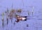 Male Garganey Duck