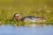 Male garganey duck foraging in wetland