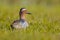 Male garganey duck looking backward