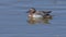 Male garganey duck swims in the lake