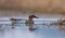 Male Garganey floats on spring lake with clear and quiet water