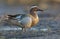 Male Garganey stands openly on muddy spring river shore in the morning light