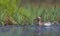 Male Garganey swimming in blue colored spring lake with green water plants