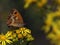Male Gatekeeper butterfly