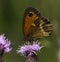 Male Gatekeeper butterfly