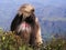 Male Gelada