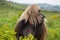 Male Gelada Monkey in the Simien Mountains, Ethiopia