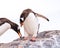 Male gentoo penguin offering stone to female, who is bowing while standing on rock, Mikkelsen Harbour on Trinity
