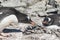 Male Gentoo penguin who brought the stone to the nest where the
