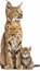 Male geoffroy s cat and kitten portrait with space for text, object on right side