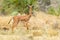 Male Gerenuk, Face On