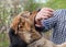 male German shepherd bites a man by the hand