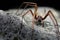 Male, Giant House Spider, Eratigena atrica. Formerly Tegenaria gigantea