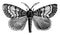 Male Gipsy Moth, vintage illustration