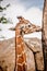 Male giraffe amongst high rocks