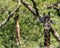 A male Giraffe bothered by flies