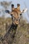 Male Giraffe - Botswana - Africa