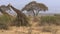 A male giraffe follows a female in amboseli, kenya