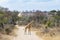 Male giraffe Giraffa camelopardalis standing alone in the road in Kruger