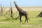 Male giraffe. Manyara, Tanzania