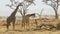 Male giraffe stands behind a female at amboseli