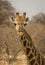 Male giraffe staring at viewer