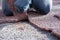 Male gloved hands are repairing a sports ground, cutting with a knife and removing the damaged area of the special