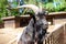 Male goat looks over a fence