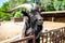 Male goat looks over a fence