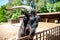 Male goat looks over a fence