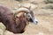Male goat of Montecristo Island (Capra aegagrus hircus)