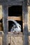 Male goat profile portrait in old barn