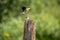 Male Gold Finch lighting on a post