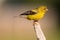 Male gold Finch on perch in summer