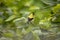 Male Gold Finch perched on a tree