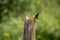 Male Gold Finch with wing spread