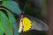 Male golden birdwing butterfly