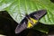 Male Golden Birdwing Troides aeacus butterfly